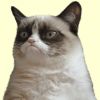 Mobbarkatt 1