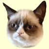 Mobbarkatt 2