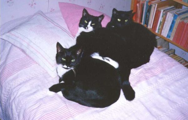 Mina tre katter